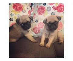 4 cute pug puppies available
