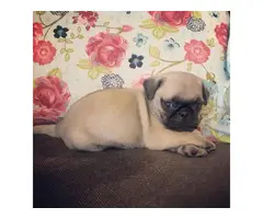 4 cute pug puppies available - 2
