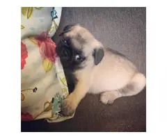4 cute pug puppies available - 3