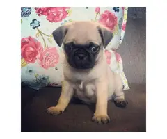 4 cute pug puppies available - 4