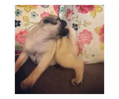 4 cute pug puppies available - 5
