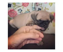 4 cute pug puppies available - 6