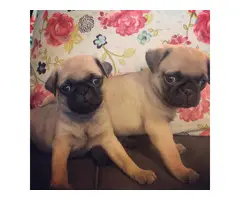 4 cute pug puppies available - 7