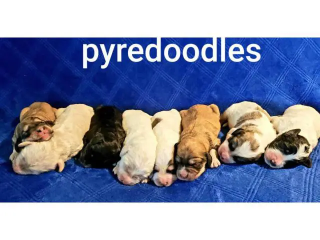 Lovely litter of Pyredoodle puppies - 1/4