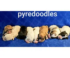 Lovely litter of Pyredoodle puppies