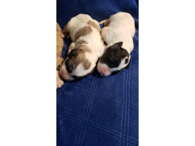 Lovely litter of Pyredoodle puppies - 3/4