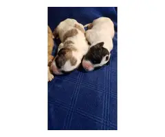 Lovely litter of Pyredoodle puppies - 3