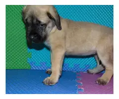 Mastiff puppies are looking for new homes - 2