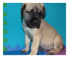 Mastiff puppies are looking for new homes - 3