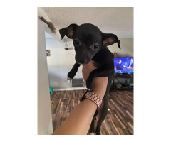 1 fawn & 1 back and white puppy in Denver, Colorado - Puppies for Sale ...