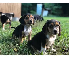 7 full bred Blue Tick Beagle puppies