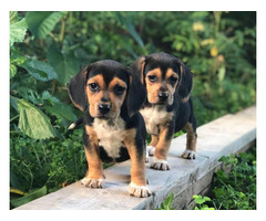 7 full bred Blue Tick Beagle puppies in Charleston, West ...