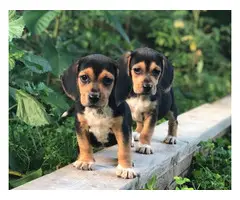 7 full bred Blue Tick Beagle puppies