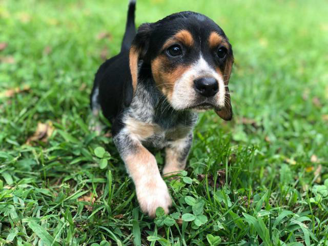 7 full bred Blue Tick Beagle puppies in Charleston, West