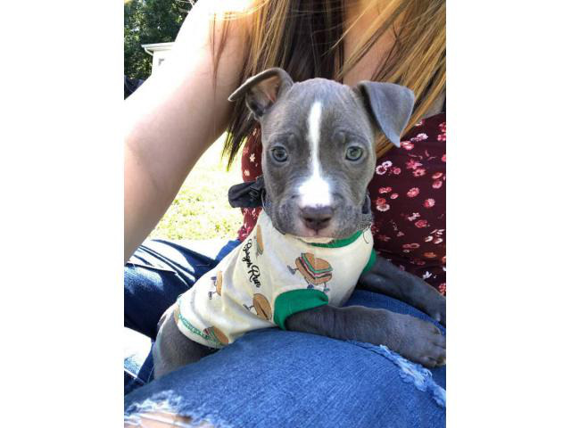 1 male blue nose pit puppy left in Jackson, Michigan ...