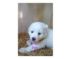 9 Purebred Great Pyrenees puppies for sale