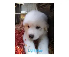 9 Purebred Great Pyrenees puppies for sale - 2