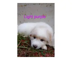 9 Purebred Great Pyrenees puppies for sale - 3