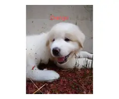 9 Purebred Great Pyrenees puppies for sale - 4