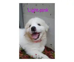 9 Purebred Great Pyrenees puppies for sale - 5