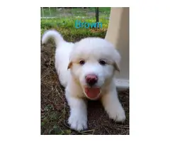 9 Purebred Great Pyrenees puppies for sale - 6