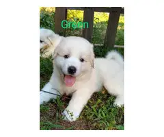 9 Purebred Great Pyrenees puppies for sale - 7