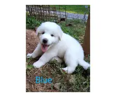 9 Purebred Great Pyrenees puppies for sale - 9