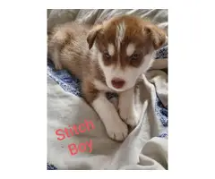 4 Huskies Puppies ready to go home