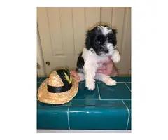 5 adorable Shihtzu puppies for sale - 1