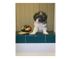 5 adorable Shihtzu puppies for sale - 2