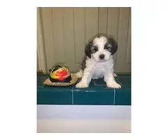 5 adorable Shihtzu puppies for sale - 3