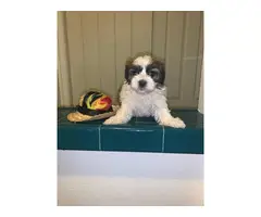 5 adorable Shihtzu puppies for sale - 4