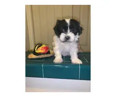 5 adorable Shihtzu puppies for sale - 5