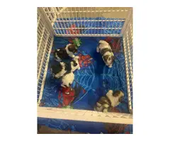 5 adorable Shihtzu puppies for sale - 6