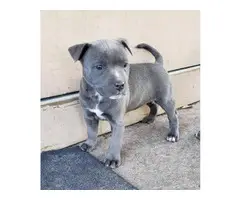 1 male 1 female American blue nose pit puppies