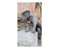 1 male 1 female American blue nose pit puppies - 2