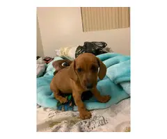 One female Dachshund puppy for sale - 1