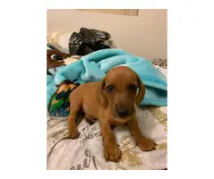 One female Dachshund puppy for sale - 2