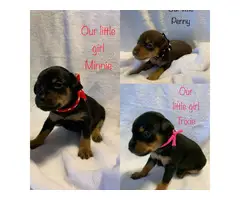 5 Min Pin Puppies for Sale
