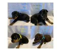 5 Min Pin Puppies for Sale - 2