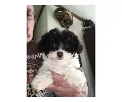 2 toy poodle puppies up for sale
