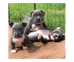 Male and Female Blue nose pitbull puppies Available