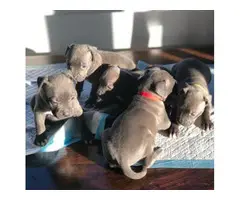 Male and Female Blue nose pitbull puppies Available - 2