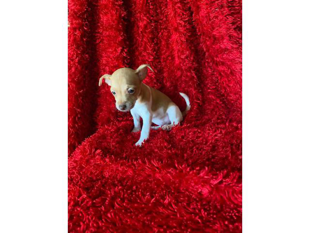 miniature chihuahuas for sale near me