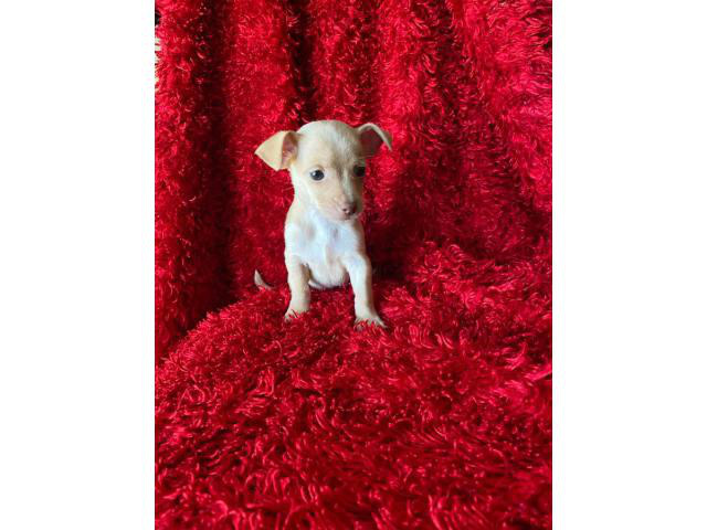 tiny toy chihuahuas for sale