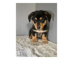 9 weeks old pembroke welsh corgi puppy for sale