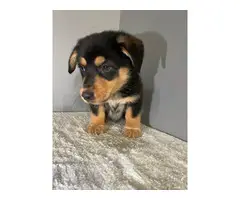 9 weeks old pembroke welsh corgi puppy for sale - 2