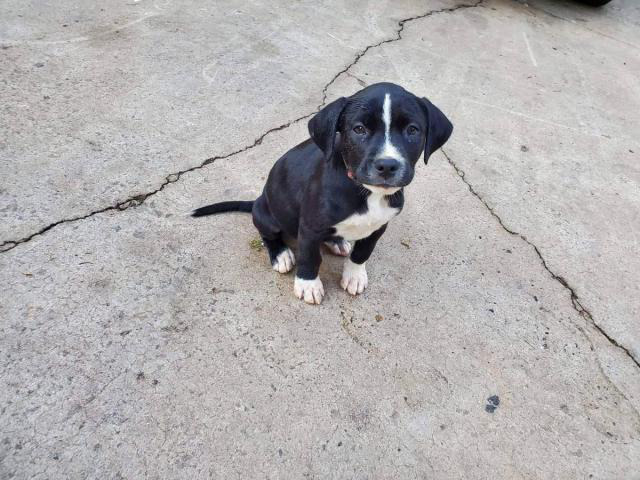 7 german pit puppies to be rehomed Jasper - Puppies for Sale Near Me