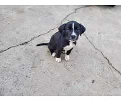 7 german pit puppies to be  rehomed - 3