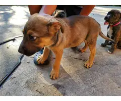 7 german pit puppies to be  rehomed - 8